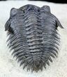 Metacanthina (Asteropyge) Trilobite - Great Detail #56547-2